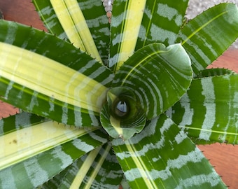 Bromeliad live Aechmea Samurai - 5" potted