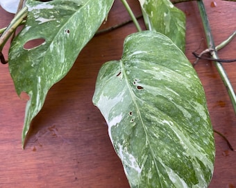 Aroid live Epipremnum Pinnatum albo variegated - one cutting