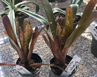 Bromeliad billbergia "Hallelujah" - 4" potted