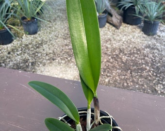 Orchid live Rlc. Siam Treasure - 5" potted