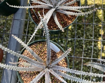 Live plant Dyckia Fourth of July Series - potted