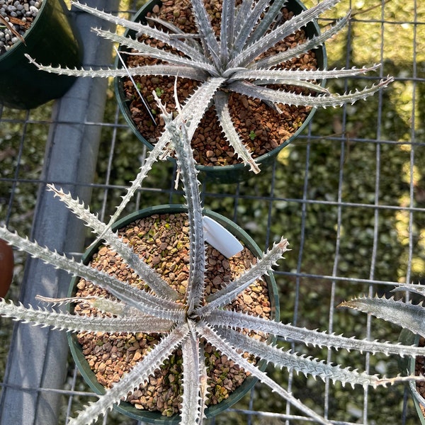 Live plant Dyckia Fourth of July Series - potted