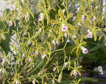 Orchid plant Encyclia tampensis - mounted