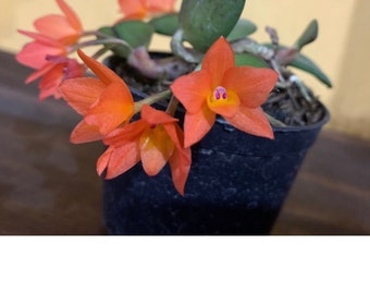 Orchid live rare Sophronitis cernua litoranea