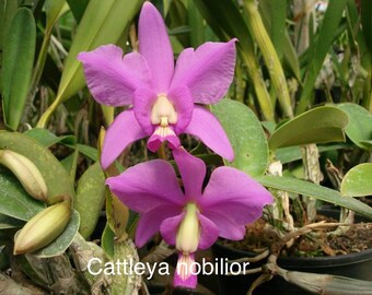 Orchid Cattleya nobilior - bare root