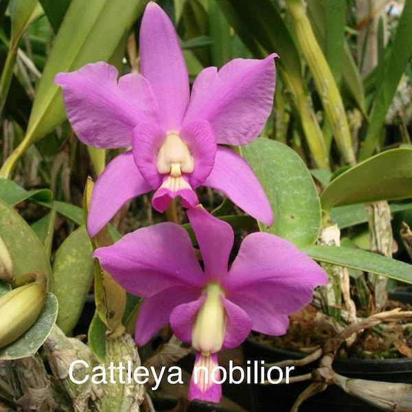 Orchid Cattleya nobilior - bare root