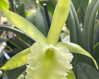 Orchid live Rhyncholaelia (Brassavola) Aristocrat - bare root