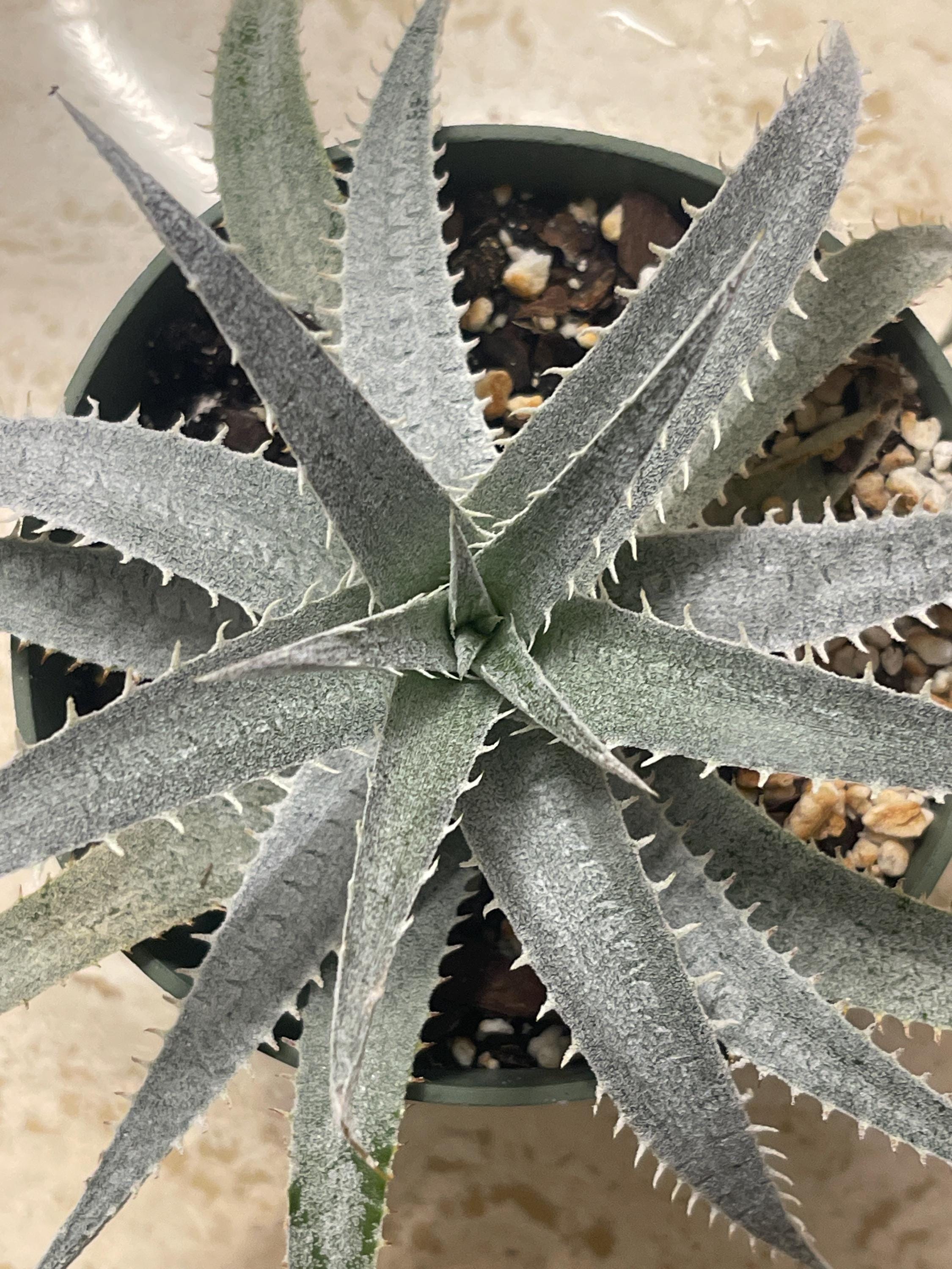 Dyckia - Etsy