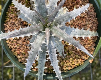 Live Plant Dyckia goehringii  - bare root