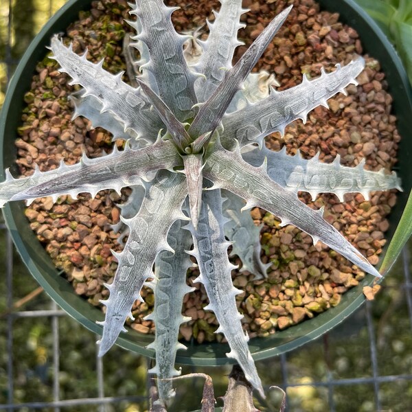 Live Plant Dyckia goehringii  - bare root