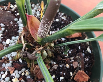 Plant live Anthurium Plowmani Fruflles - bare root