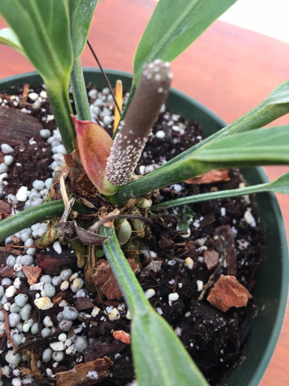 Plant Live Anthurium Plowmani Fruflles - Bare Root - Etsy