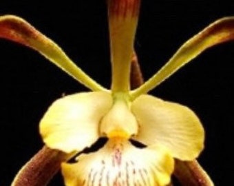 Orchid live Encyclia alata - bare root