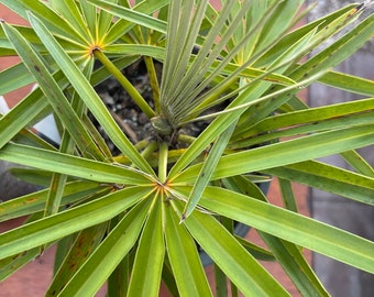 Palm tree Coccothrinax miraguana - 3 gallons