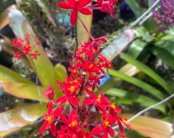Orchid Red  epidendrum  - bare root - terrestrial - full sun