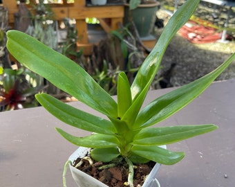 Orchid live Aerides lawrenceae - potted