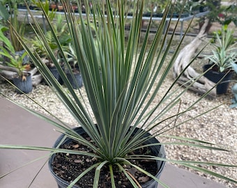 Plant live Yucca rostrata - 3 gallon - bare root