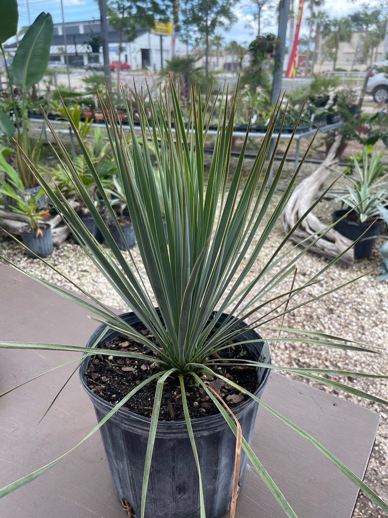 Plant live Yucca rostrata 3 gallon bare root image 1