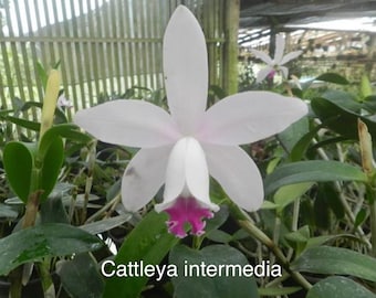 Orchid plant Cattleya intermedia - bare root