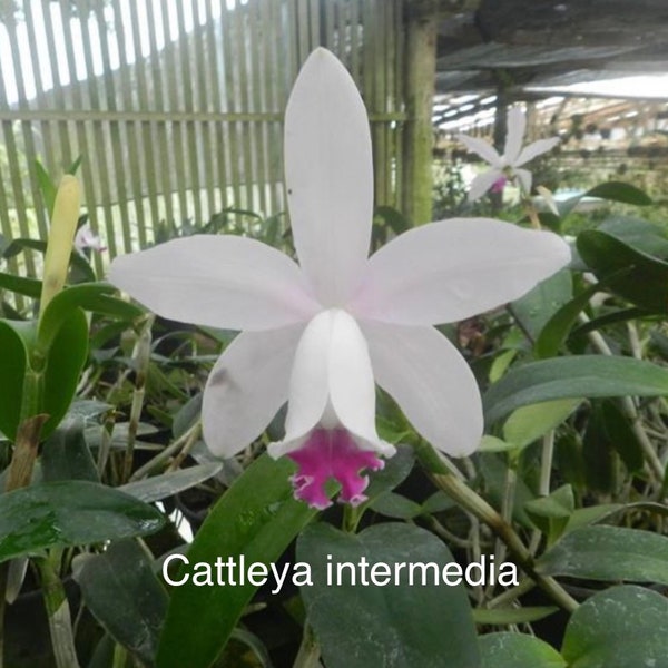 Orchid plant Cattleya intermedia - bare root