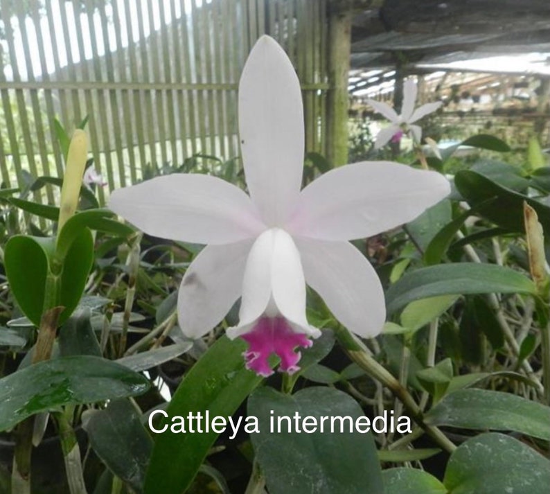 Orchid plant Cattleya intermedia bare root image 1