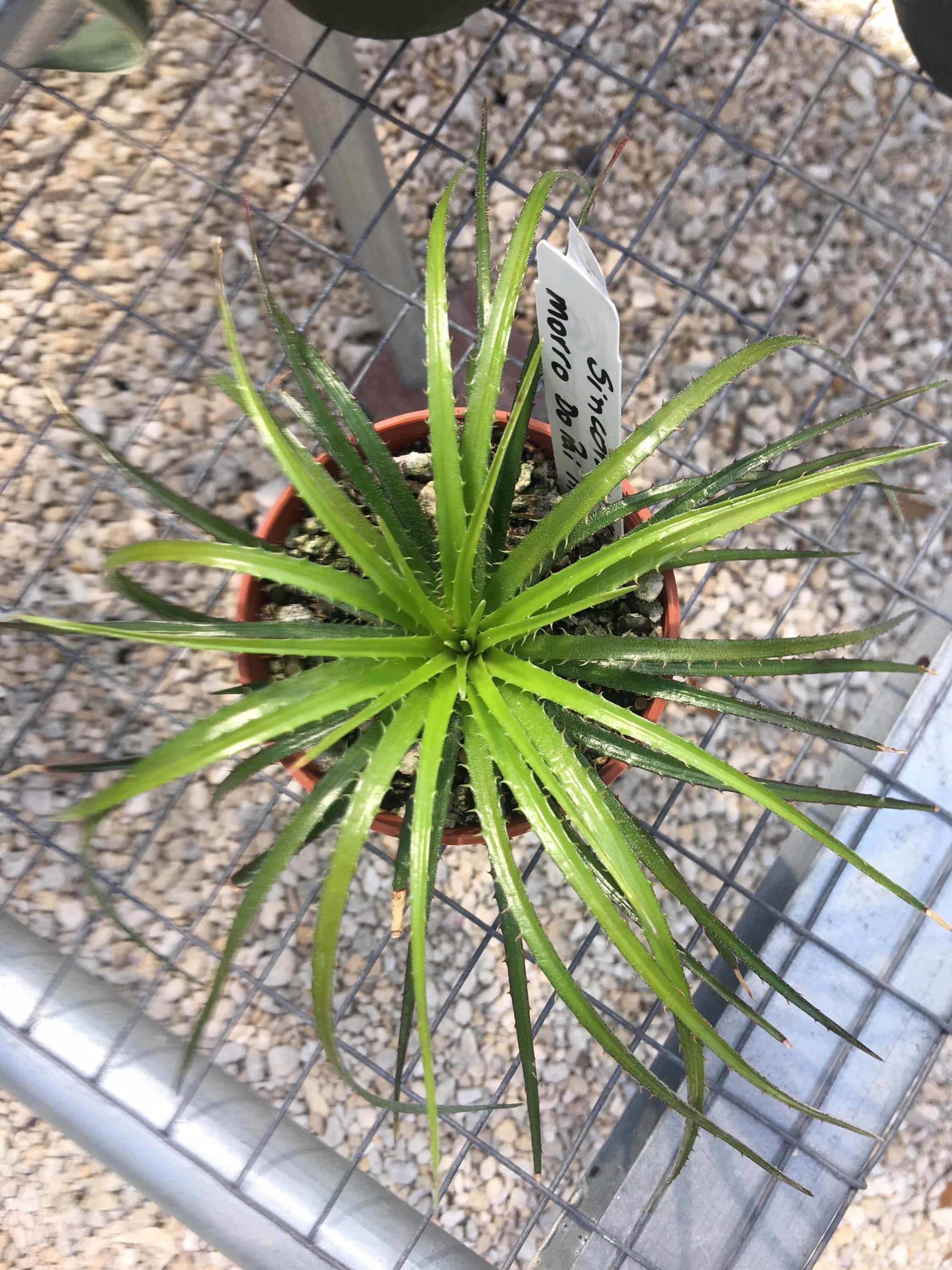 Bromeliad Sincoraea rafaelii 