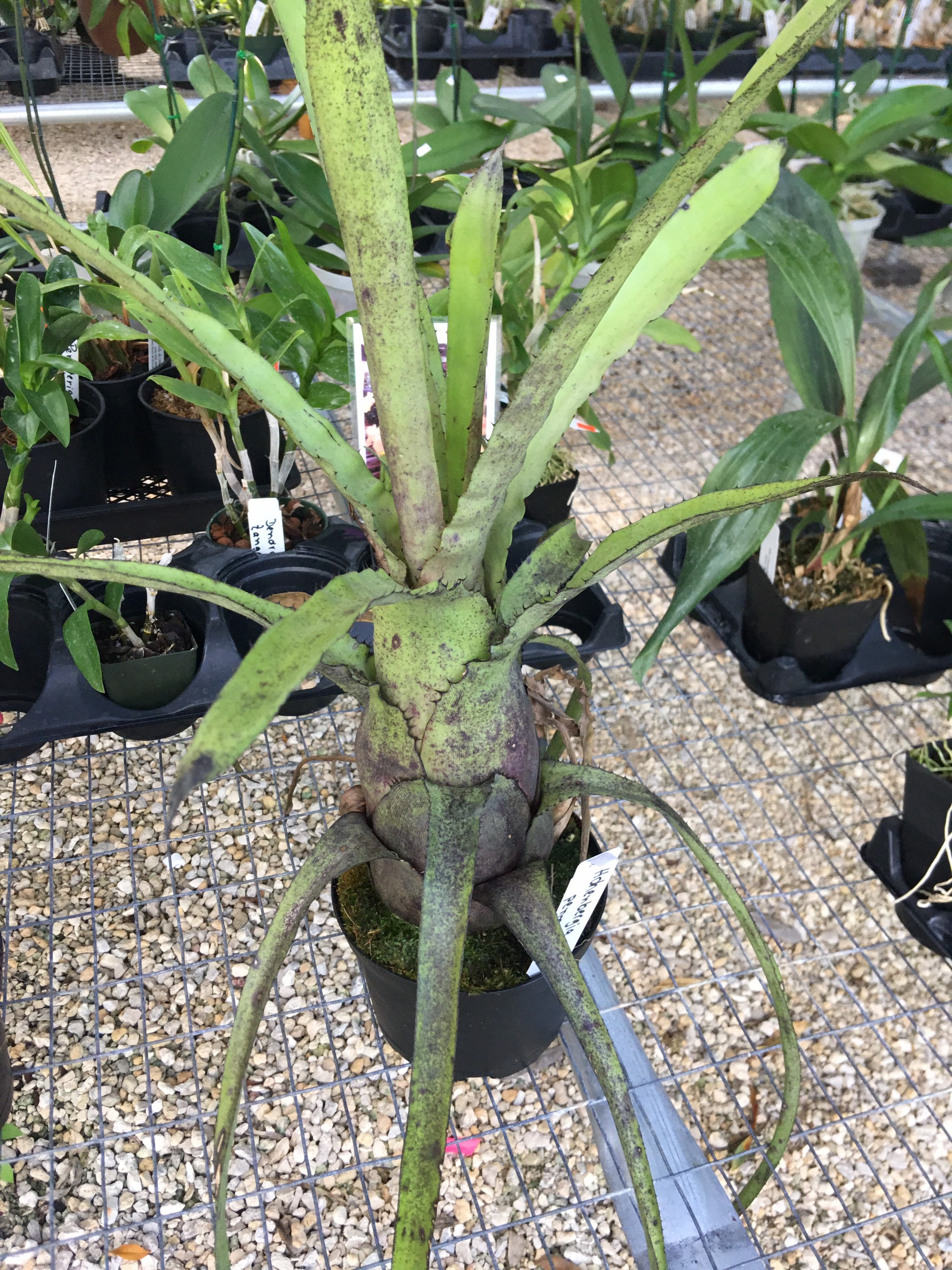 Bromeliad Hohenbergia Pennae Bare Root - Etsy