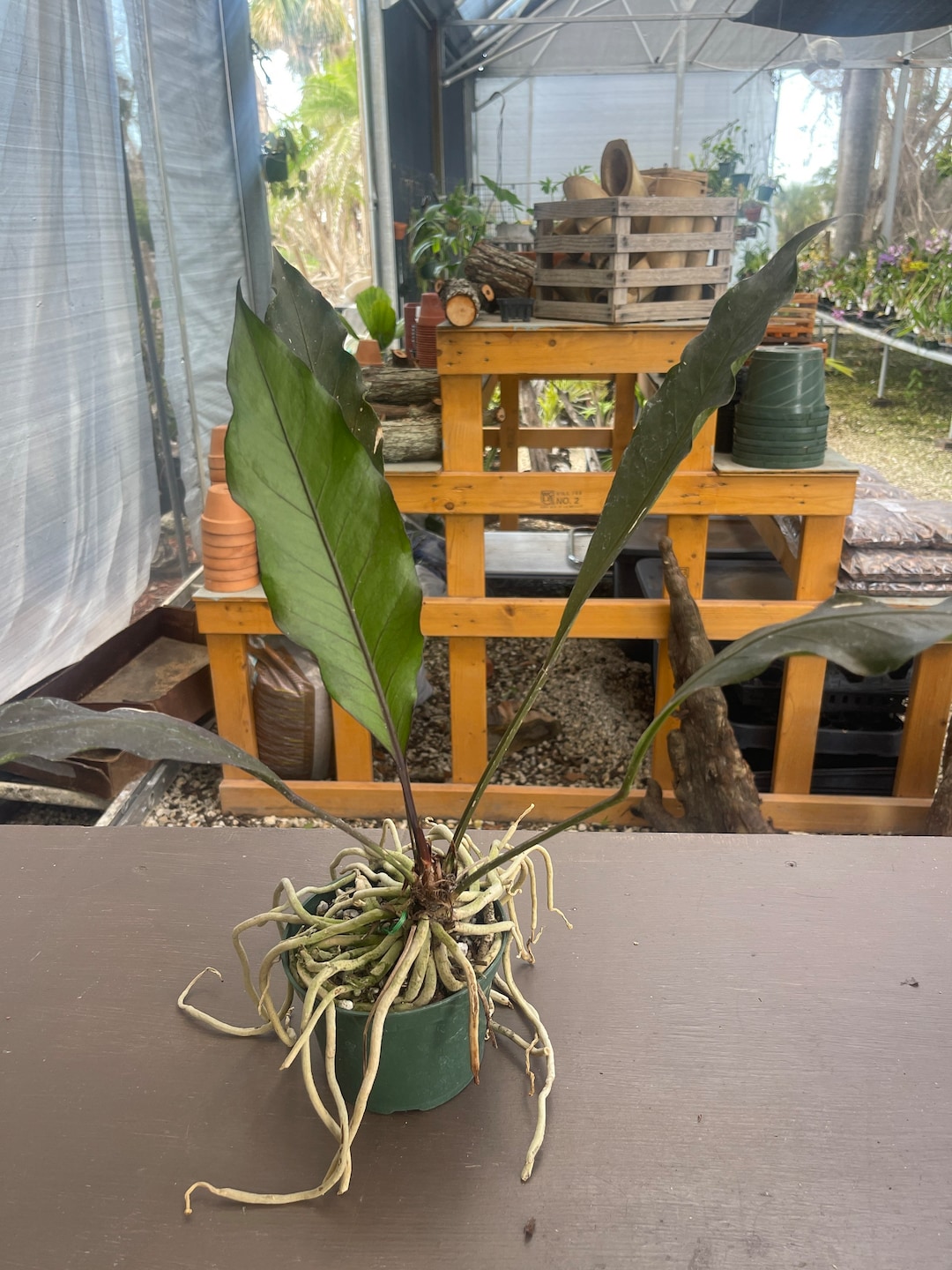 Anthurium Water Dragon Bare Root Etsy