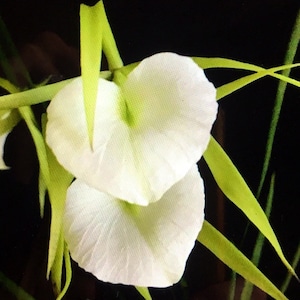 Orchid Brasavola nodosa - 3” potted