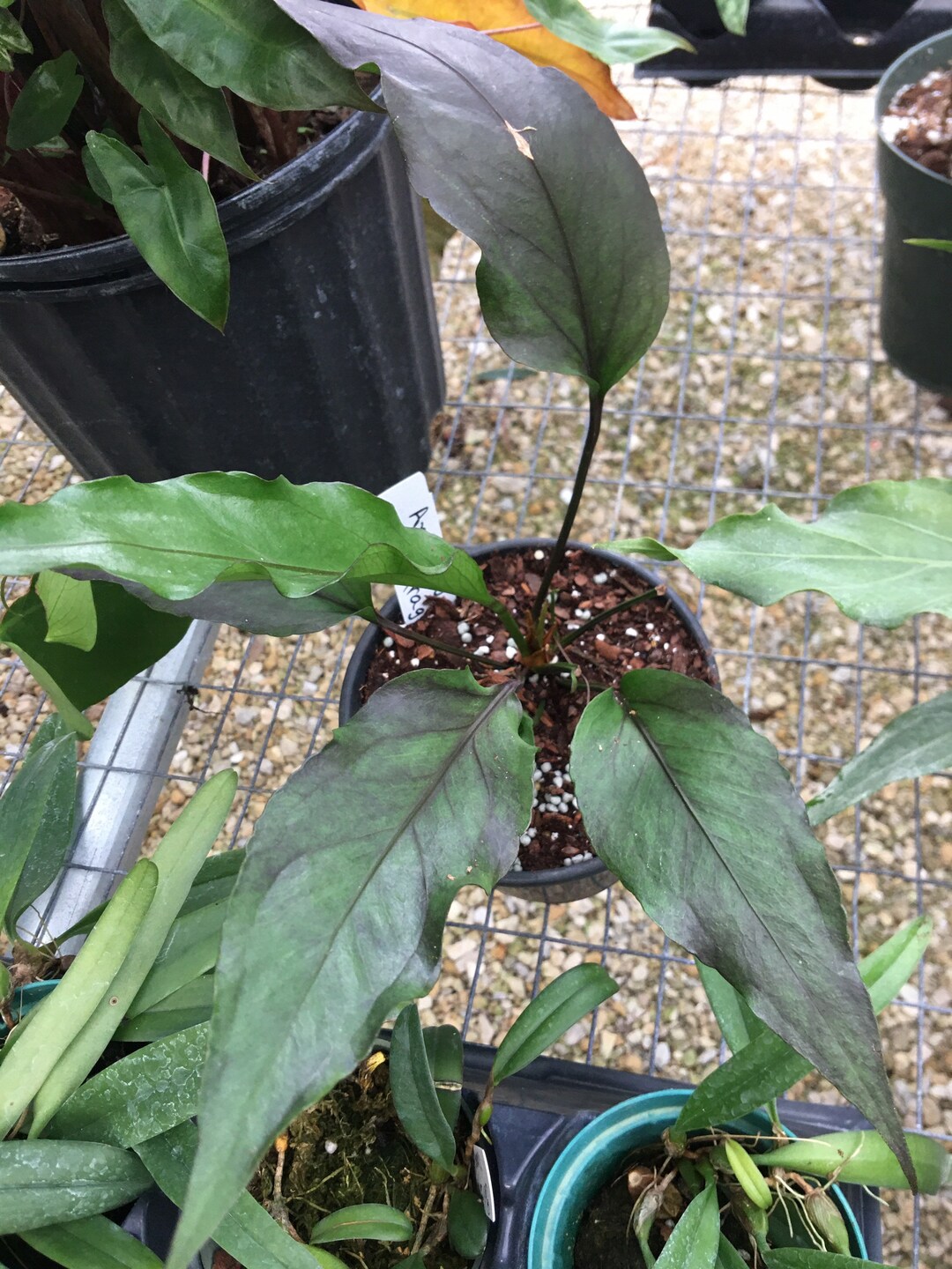 Anthurium Water Dragon Bare Root Etsy