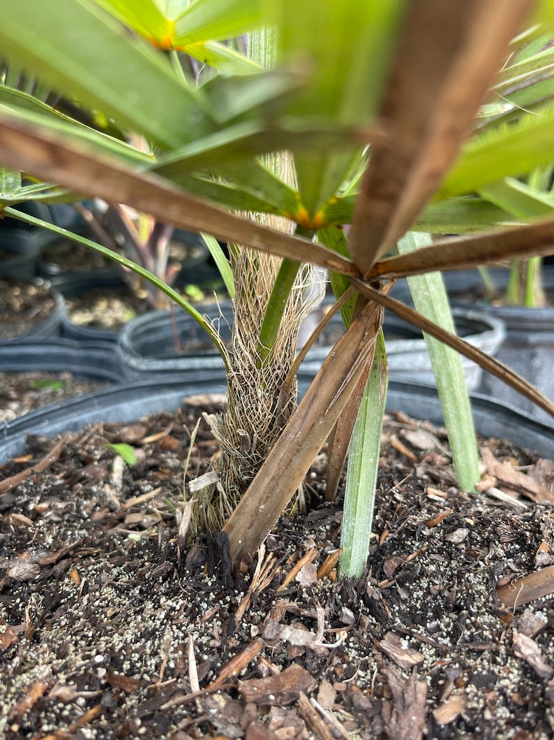 Palm tree seedling Coccothrinax borhidiana 3 gallon size bare root image 2