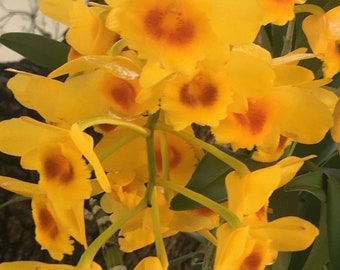 Orchid Dendrobium chrysotoxum - bare root