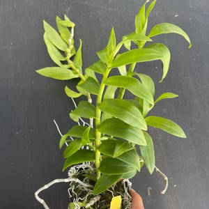 May include: A vibrant green orchid plant with long, slender leaves and a stem. The plant is potted in a black container with white roots visible. A yellow tag is attached to the pot. The plant is held by a person.