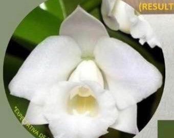 Orchid live Laelia alaorii var. alba - bare root