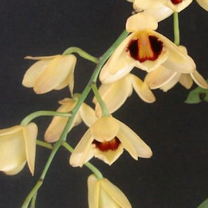 May include: A close-up of a Dendrobium gatton sunray orchid with yellow flowers and red-brown centers. The orchid is in bloom and has several flowers on a single stem.