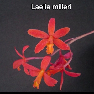 Orchid live Laelia milleri - bare root