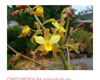 Bulbophyllum Moniliforme Micro Mini Orchid - Etsy