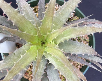 Bromeliad live Dyckia Heavy Metal x Harlegi  - 4" potted