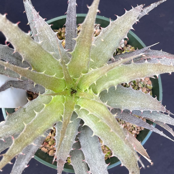 Bromeliad live Dyckia Heavy Metal x Harlegi  - 4" potted