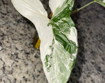 Aroid live Syngonium podophyllum albo variegated - one cutting