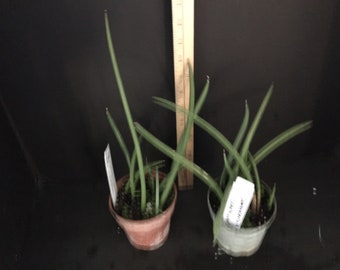 Plant live Sansevieria canaliculata - 4" potted