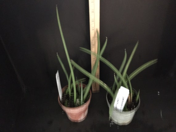 Plant live Sansevieria canaliculata - 4" potted
