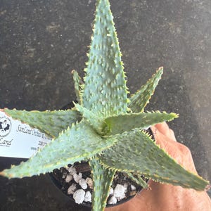 May include: A succulent plant with pointed, light green leaves featuring a textured, bumpy surface and small yellow-tipped spines along the edges. The plant is potted in a black container with white perlite soil and includes a white plant tag.
