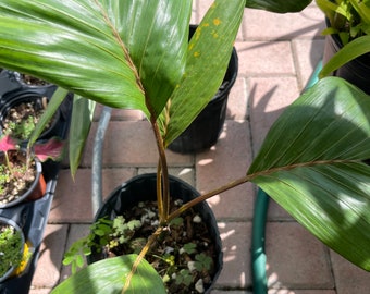 Palm tree Flamethrower - seedling