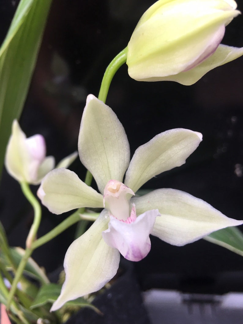 Orchid plant Zns. Cynosure Dove of Peace potted Etsy