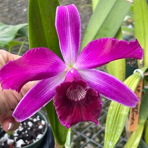 Orchid live Laelia purpurata var. flamea bare root image 1