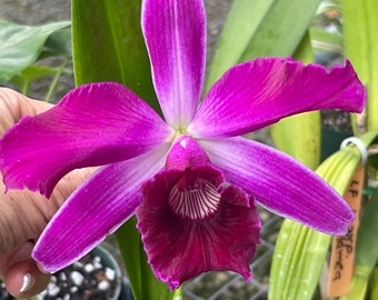 Orchid live Laelia purpurata var. flamea - bare root