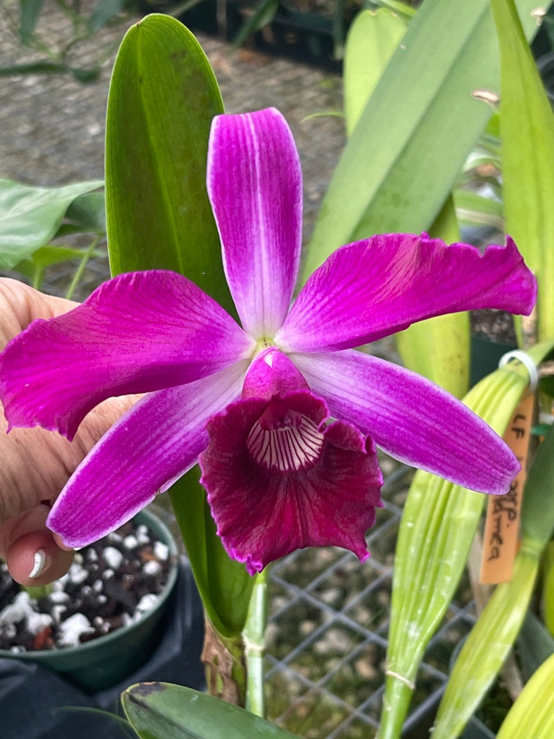 Orchid live Laelia purpurata var. flamea bare root image 1