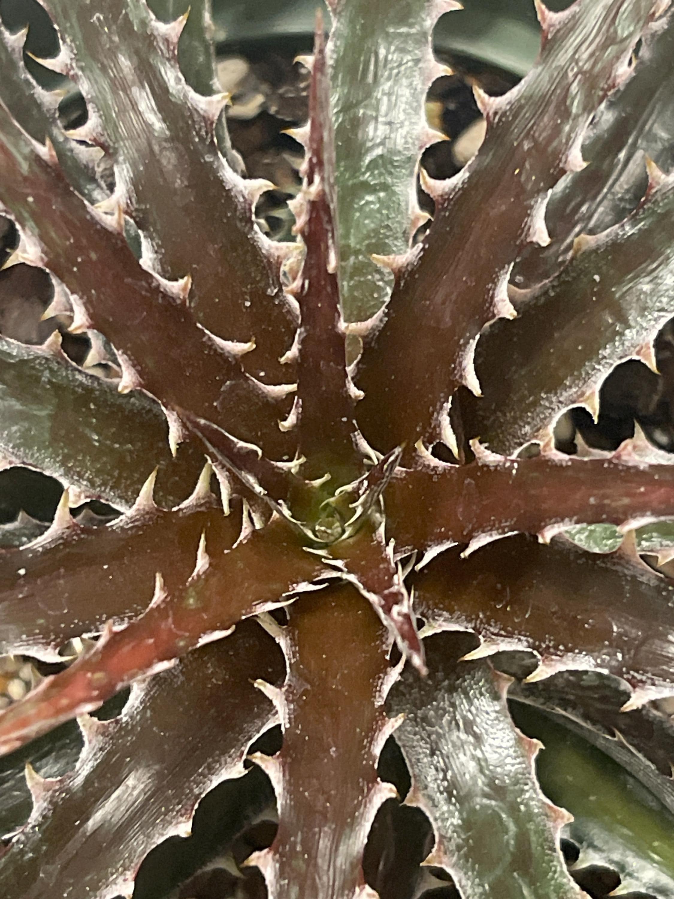 Dyckia - Etsy