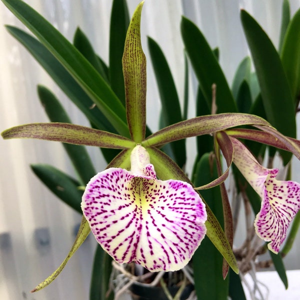 Orchid plant Cattleya schilleriana x Brassavola nodosa - potted